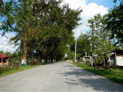 Cananga odorata ylang-ylang is Tagalog word ilang, meaning "wilderness", Capital of the Philippines, Anao, Tarlac, Cananga odorata decorating this Moncada-Anao, Tarlac Road (a world record so to speak