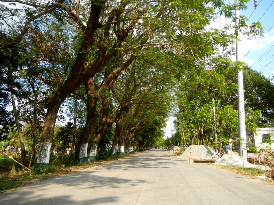 Cananga odorata ylang-ylang is Tagalog word ilang, meaning "wilderness", Capital of the Philippines, Anao, Tarlac, Cananga odorata decorating this Moncada-Anao, Tarlac Road (a world record so to speak