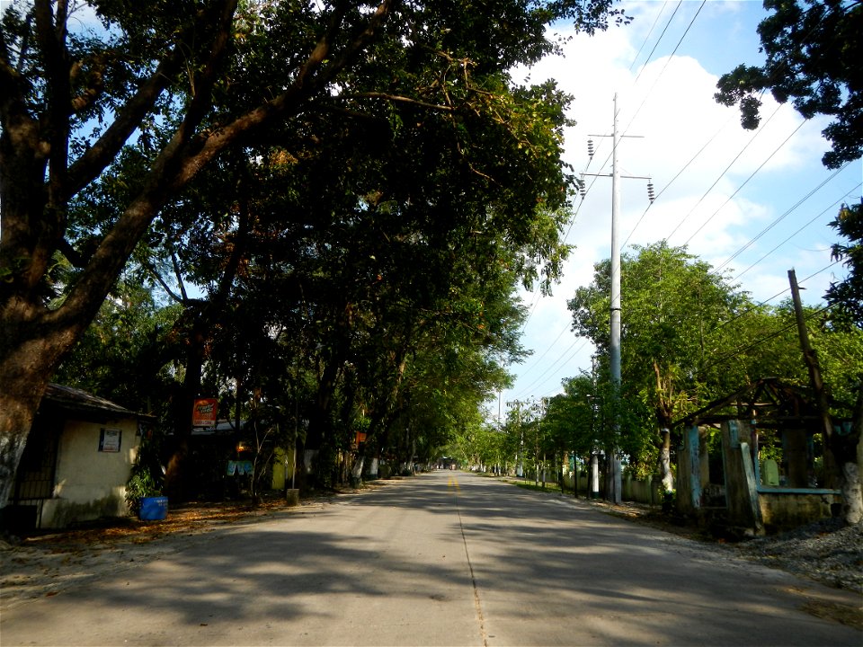 Cananga odorata ylang-ylang is Tagalog word ilang, meaning "wilderness", Capital of the Philippines, Anao, Tarlac, Cananga odorata decorating this Moncada-Anao, Tarlac Road (a world record so to speak