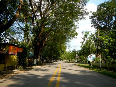 Cananga odorata ylang-ylang is Tagalog word ilang, meaning "wilderness", Capital of the Philippines, Anao, Tarlac, Cananga odorata decorating this Moncada-Anao, Tarlac Road (a world record so to speak