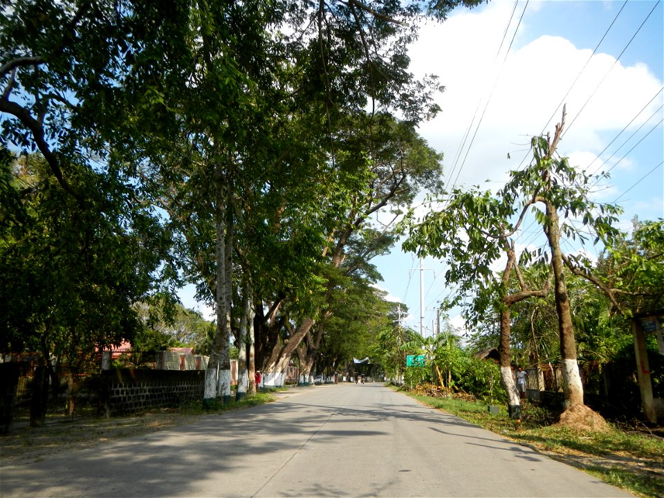 Cananga odorata ylang-ylang is Tagalog word ilang, meaning "wilderness", Capital of the Philippines, Anao, Tarlac, Cananga odorata decorating this Moncada-Anao, Tarlac Road (a world record so to speak
