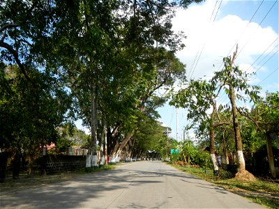 Cananga odorata ylang-ylang is Tagalog word ilang, meaning "wilderness", Capital of the Philippines, Anao, Tarlac, Cananga odorata decorating this Moncada-Anao, Tarlac Road (a world record so to speak