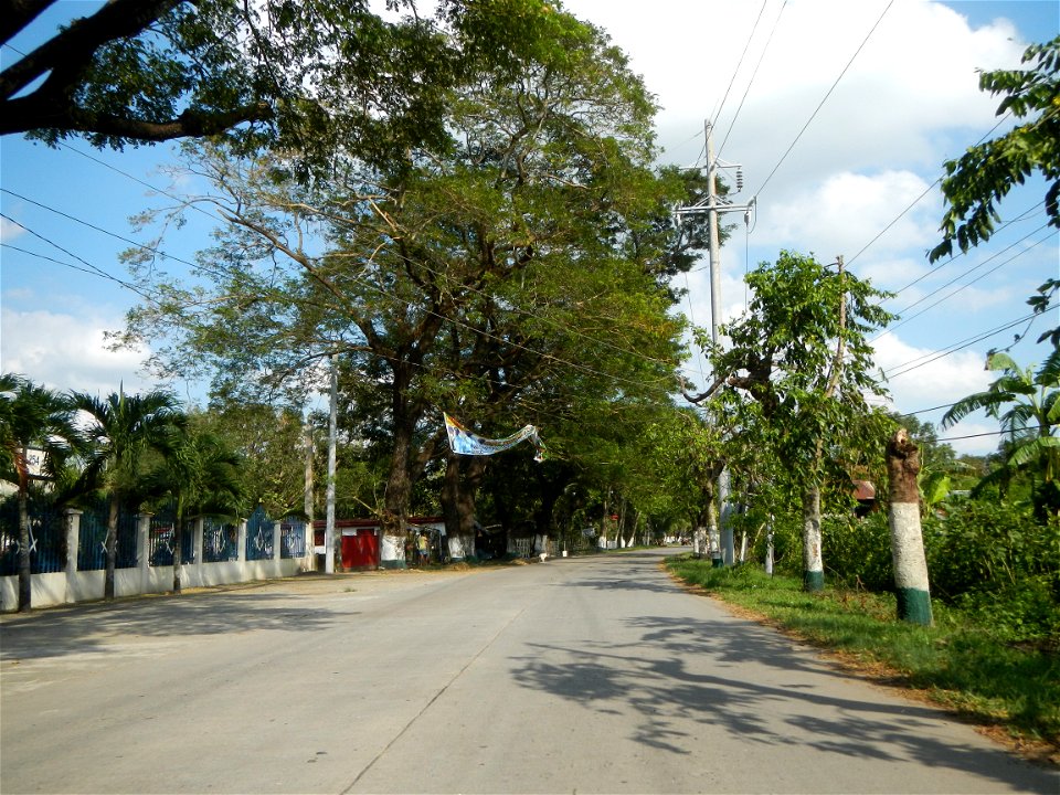 Cananga odorata ylang-ylang is Tagalog word ilang, meaning "wilderness", Capital of the Philippines, Anao, Tarlac, Cananga odorata decorating this Moncada-Anao, Tarlac Road (a world record so to speak