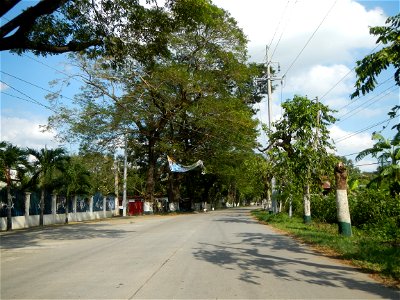 Cananga odorata ylang-ylang is Tagalog word ilang, meaning "wilderness", Capital of the Philippines, Anao, Tarlac, Cananga odorata decorating this Moncada-Anao, Tarlac Road (a world record so to speak