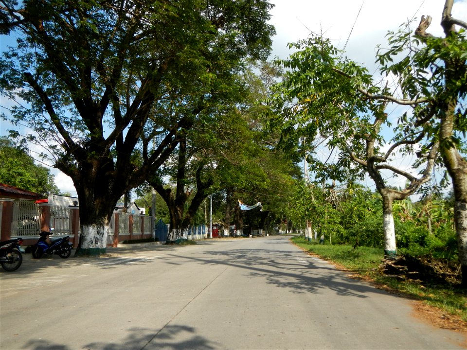 Cananga odorata ylang-ylang is Tagalog word ilang, meaning "wilderness", Capital of the Philippines, Anao, Tarlac, Cananga odorata decorating this Moncada-Anao, Tarlac Road (a world record so to speak