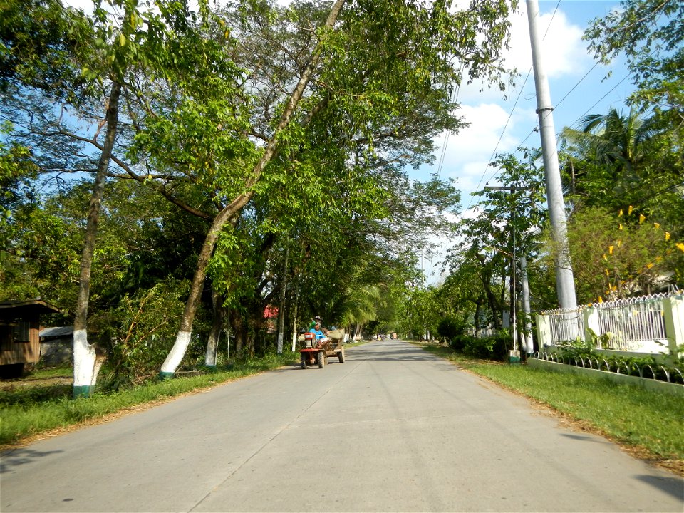 Cananga odorata ylang-ylang is Tagalog word ilang, meaning "wilderness", Capital of the Philippines, Anao, Tarlac, Cananga odorata decorating this Moncada-Anao, Tarlac Road (a world record so to speak