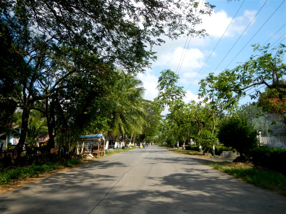 Cananga odorata ylang-ylang is Tagalog word ilang, meaning "wilderness", Capital of the Philippines, Anao, Tarlac, Cananga odorata decorating this Moncada-Anao, Tarlac Road (a world record so to speak
