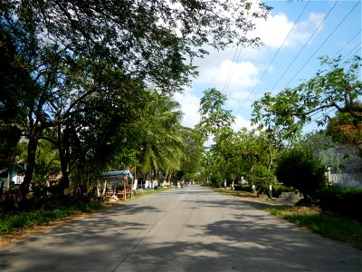 Cananga odorata ylang-ylang is Tagalog word ilang, meaning "wilderness", Capital of the Philippines, Anao, Tarlac, Cananga odorata decorating this Moncada-Anao, Tarlac Road (a world record so to speak