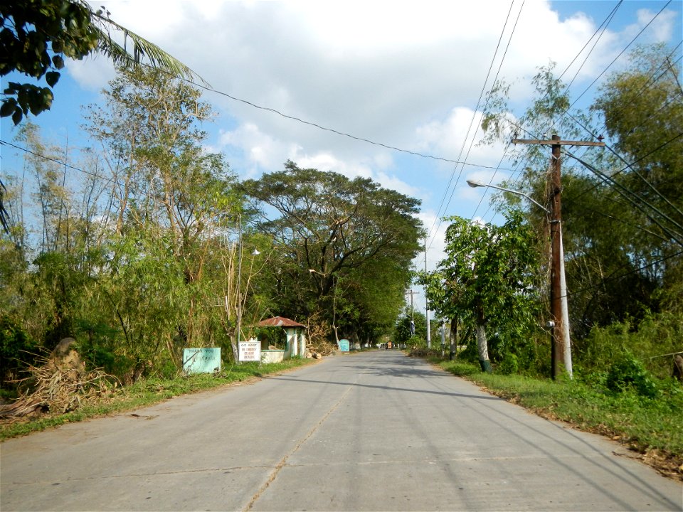 Cananga odorata ylang-ylang is Tagalog word ilang, meaning "wilderness", Capital of the Philippines, Anao, Tarlac, Cananga odorata decorating this Moncada-Anao, Tarlac Road (a world record so to speak
