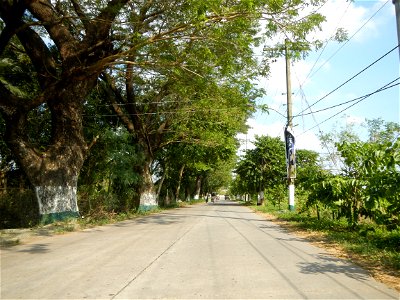Cananga odorata ylang-ylang is Tagalog word ilang, meaning "wilderness", Capital of the Philippines, Anao, Tarlac, Cananga odorata decorating this Moncada-Anao, Tarlac Road (a world record so to speak
