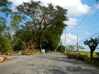 Cananga odorata ylang-ylang is Tagalog word ilang, meaning "wilderness", Capital of the Philippines, Anao, Tarlac, Cananga odorata decorating this Moncada-Anao, Tarlac Road (a world record so to speak