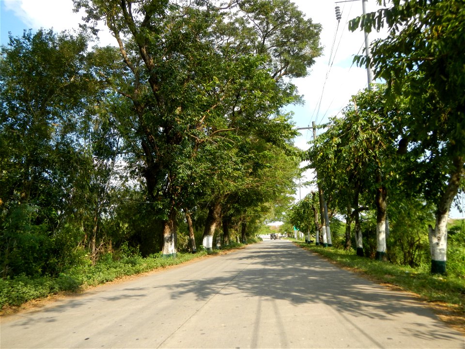 Cananga odorata ylang-ylang is Tagalog word ilang, meaning "wilderness", Capital of the Philippines, Anao, Tarlac, Cananga odorata decorating this Moncada-Anao, Tarlac Road (a world record so to speak