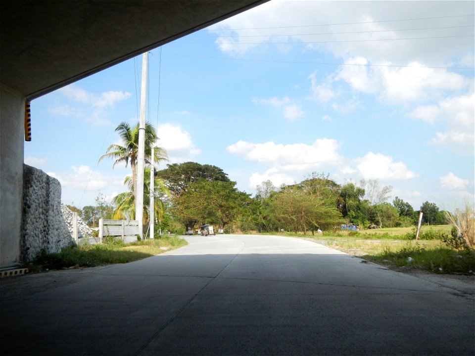 Cananga odorata ylang-ylang is Tagalog word ilang, meaning "wilderness", Capital of the Philippines, Anao, Tarlac, Cananga odorata decorating this Moncada-Anao, Tarlac Road (a world record so to speak
