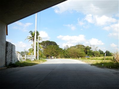 Cananga odorata ylang-ylang is Tagalog word ilang, meaning "wilderness", Capital of the Philippines, Anao, Tarlac, Cananga odorata decorating this Moncada-Anao, Tarlac Road (a world record so to speak