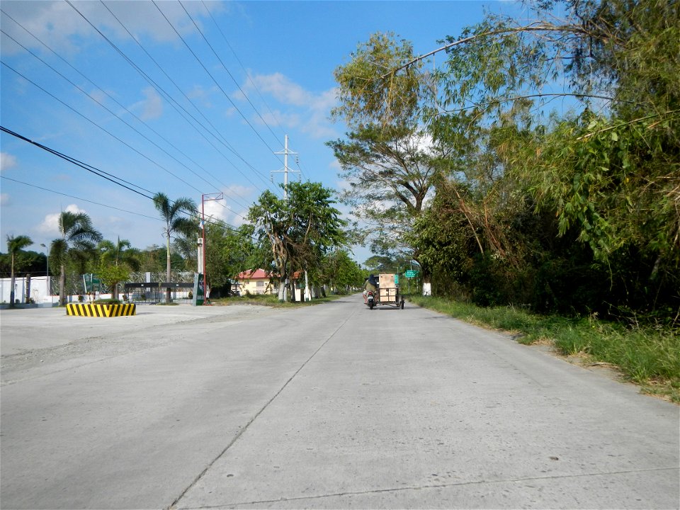 Cananga odorata ylang-ylang is Tagalog word ilang, meaning "wilderness", Capital of the Philippines, Anao, Tarlac, Cananga odorata decorating this Moncada-Anao, Tarlac Road (a world record so to speak