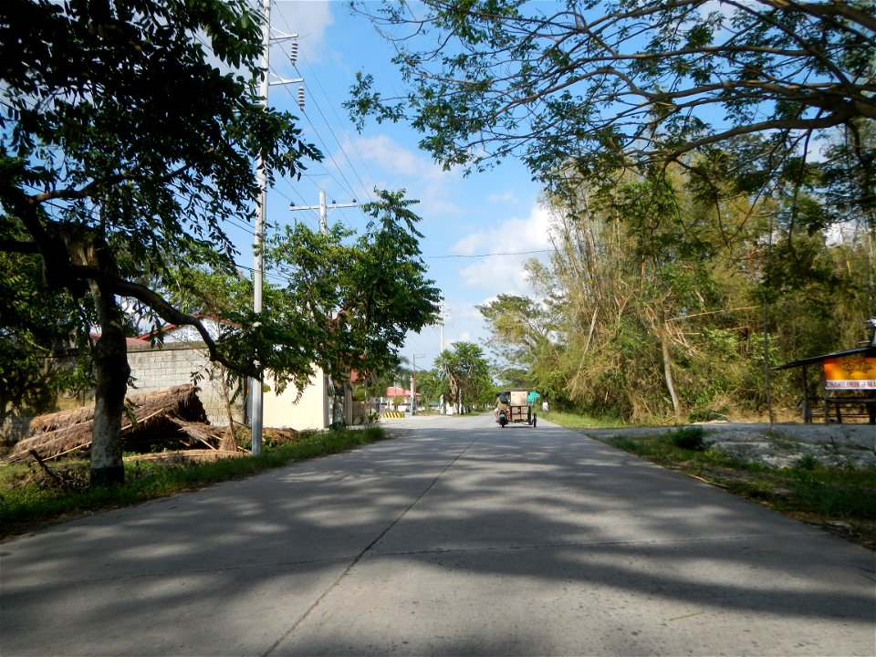 Cananga odorata ylang-ylang is Tagalog word ilang, meaning "wilderness", Capital of the Philippines, Anao, Tarlac, Cananga odorata decorating this Moncada-Anao, Tarlac Road (a world record so to speak