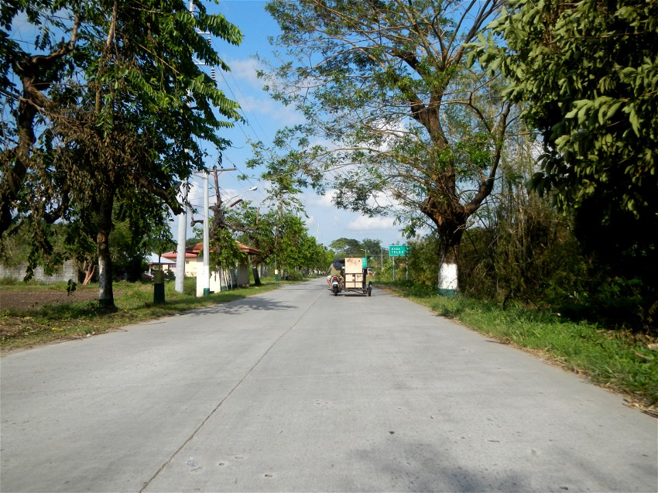 Cananga odorata ylang-ylang is Tagalog word ilang, meaning "wilderness", Capital of the Philippines, Anao, Tarlac, Cananga odorata decorating this Moncada-Anao, Tarlac Road (a world record so to speak