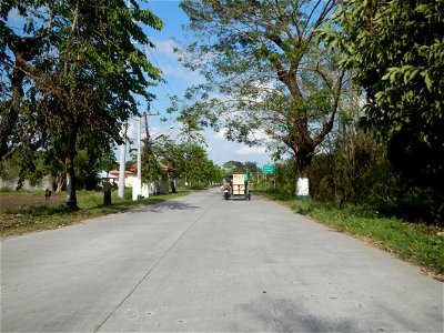 Cananga odorata ylang-ylang is Tagalog word ilang, meaning "wilderness", Capital of the Philippines, Anao, Tarlac, Cananga odorata decorating this Moncada-Anao, Tarlac Road (a world record so to speak