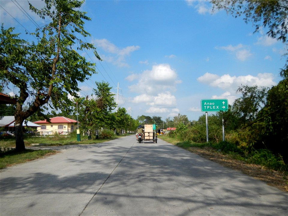 Cananga odorata ylang-ylang is Tagalog word ilang, meaning "wilderness", Capital of the Philippines, Anao, Tarlac, Cananga odorata decorating this Moncada-Anao, Tarlac Road (a world record so to speak