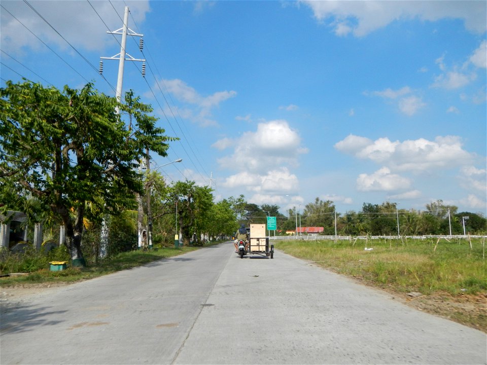 Cananga odorata ylang-ylang is Tagalog word ilang, meaning "wilderness", Capital of the Philippines, Anao, Tarlac, Cananga odorata decorating this Moncada-Anao, Tarlac Road (a world record so to speak
