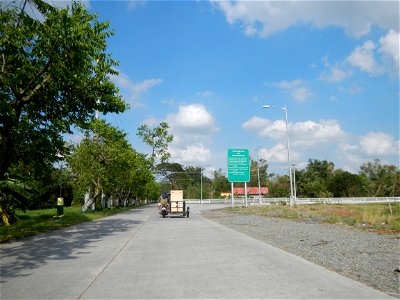 Cananga odorata ylang-ylang is Tagalog word ilang, meaning "wilderness", Capital of the Philippines, Anao, Tarlac, Cananga odorata decorating this Moncada-Anao, Tarlac Road (a world record so to speak