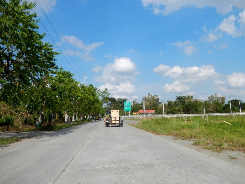 Cananga odorata ylang-ylang is Tagalog word ilang, meaning "wilderness", Capital of the Philippines, Anao, Tarlac, Cananga odorata decorating this Moncada-Anao, Tarlac Road (a world record so to speak