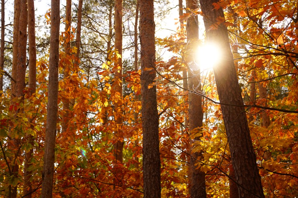 Forests tree foliage