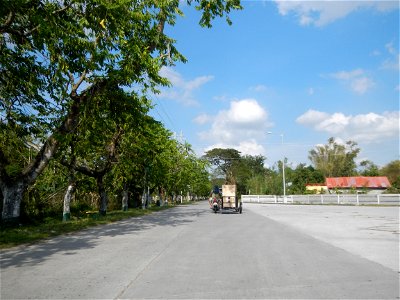 Cananga odorata ylang-ylang is Tagalog word ilang, meaning "wilderness", Capital of the Philippines, Anao, Tarlac, Cananga odorata decorating this Moncada-Anao, Tarlac Road (a world record so to speak