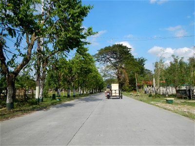 Cananga odorata ylang-ylang is Tagalog word ilang, meaning "wilderness", Capital of the Philippines, Anao, Tarlac, Cananga odorata decorating this Moncada-Anao, Tarlac Road (a world record so to speak