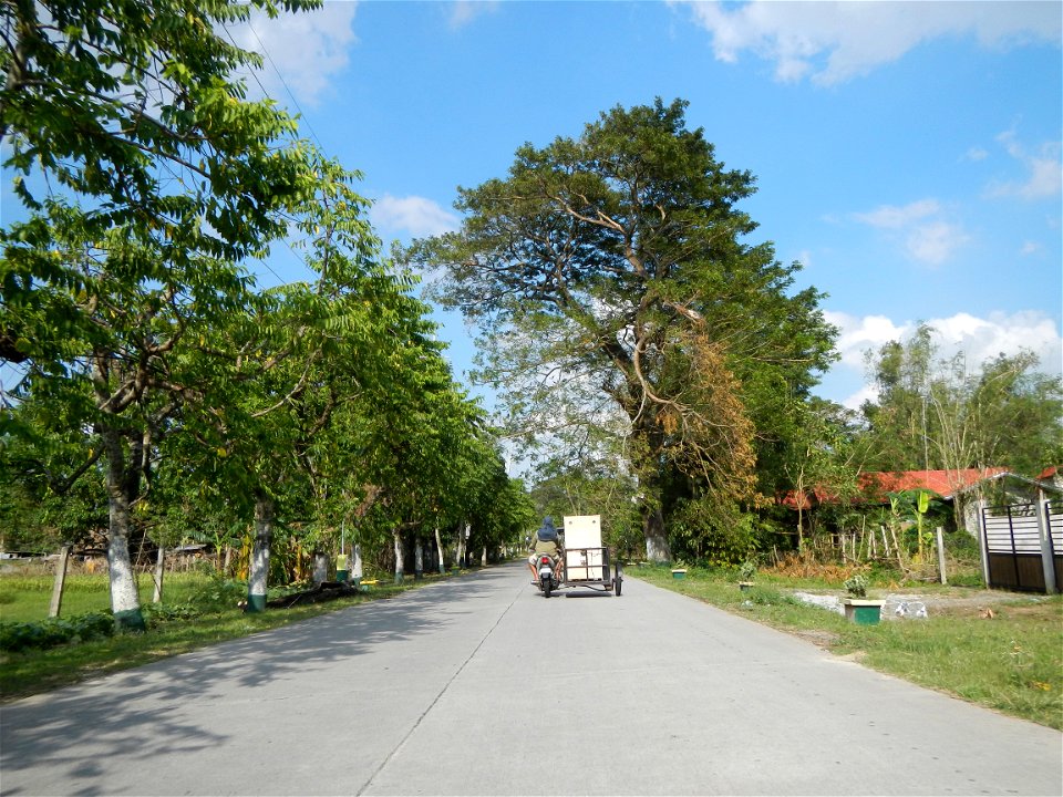 Cananga odorata ylang-ylang is Tagalog word ilang, meaning "wilderness", Capital of the Philippines, Anao, Tarlac, Cananga odorata decorating this Moncada-Anao, Tarlac Road (a world record so to speak