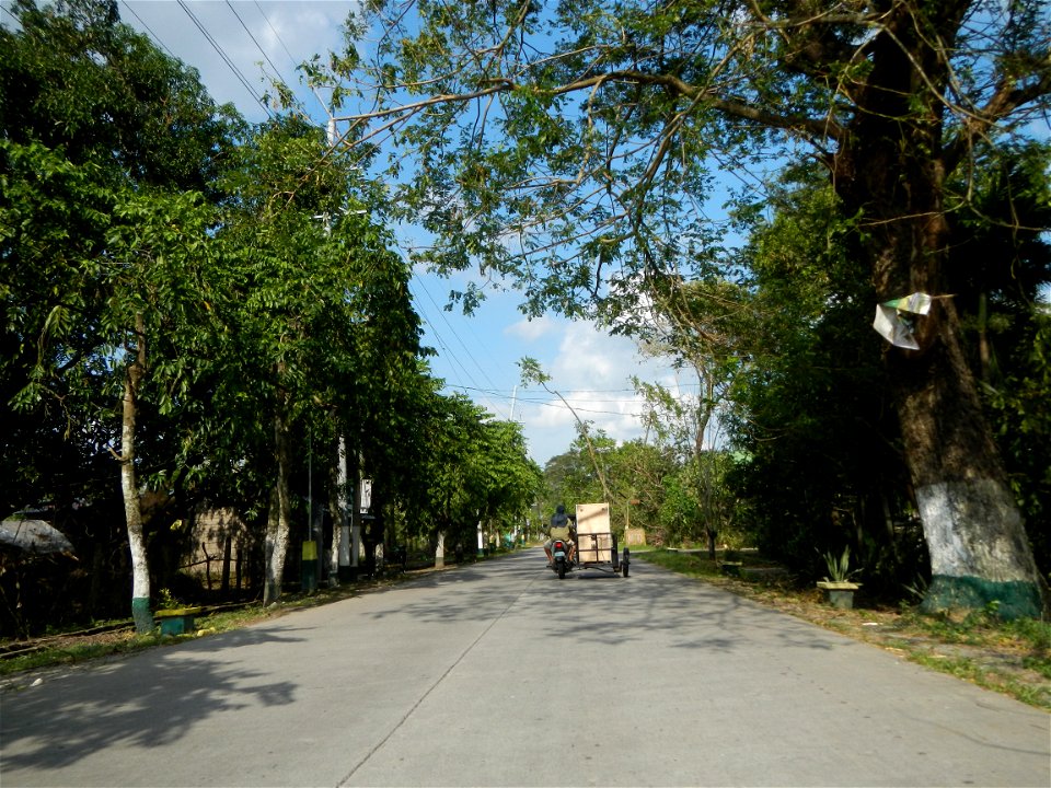 Cananga odorata ylang-ylang is Tagalog word ilang, meaning "wilderness", Capital of the Philippines, Anao, Tarlac, Cananga odorata decorating this Moncada-Anao, Tarlac Road (a world record so to speak