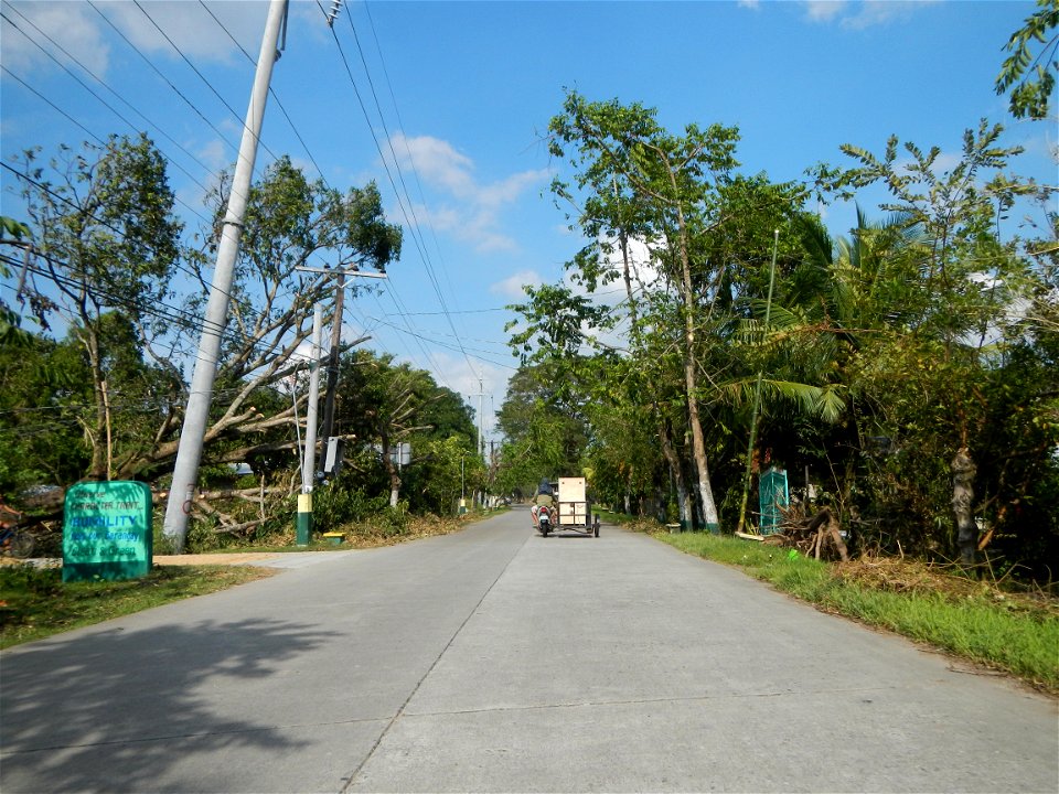 Cananga odorata ylang-ylang is Tagalog word ilang, meaning "wilderness", Capital of the Philippines, Anao, Tarlac, Cananga odorata decorating this Moncada-Anao, Tarlac Road (a world record so to speak