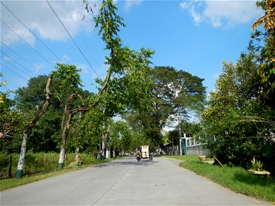 Cananga odorata ylang-ylang is Tagalog word ilang, meaning "wilderness", Capital of the Philippines, Anao, Tarlac, Cananga odorata decorating this Moncada-Anao, Tarlac Road (a world record so to speak
