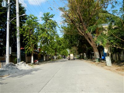 Cananga odorata ylang-ylang is Tagalog word ilang, meaning "wilderness", Capital of the Philippines, Anao, Tarlac, Cananga odorata decorating this Moncada-Anao, Tarlac Road (a world record so to speak
