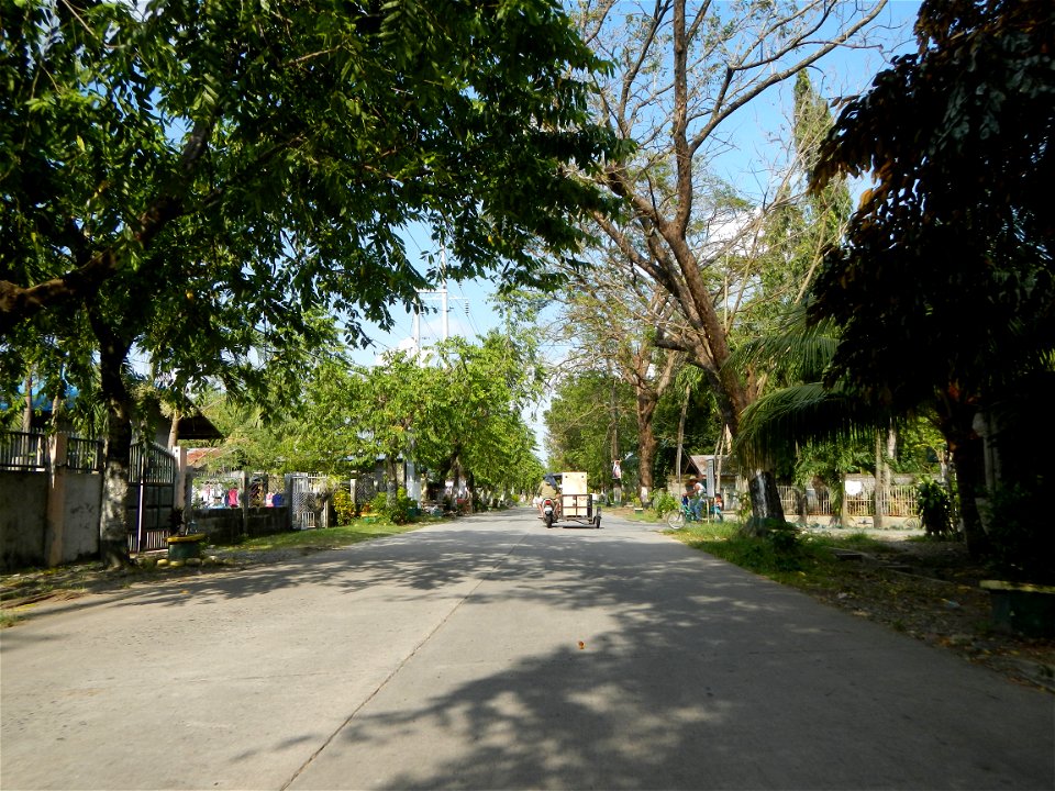 Cananga odorata ylang-ylang is Tagalog word ilang, meaning "wilderness", Capital of the Philippines, Anao, Tarlac, Cananga odorata decorating this Moncada-Anao, Tarlac Road (a world record so to speak