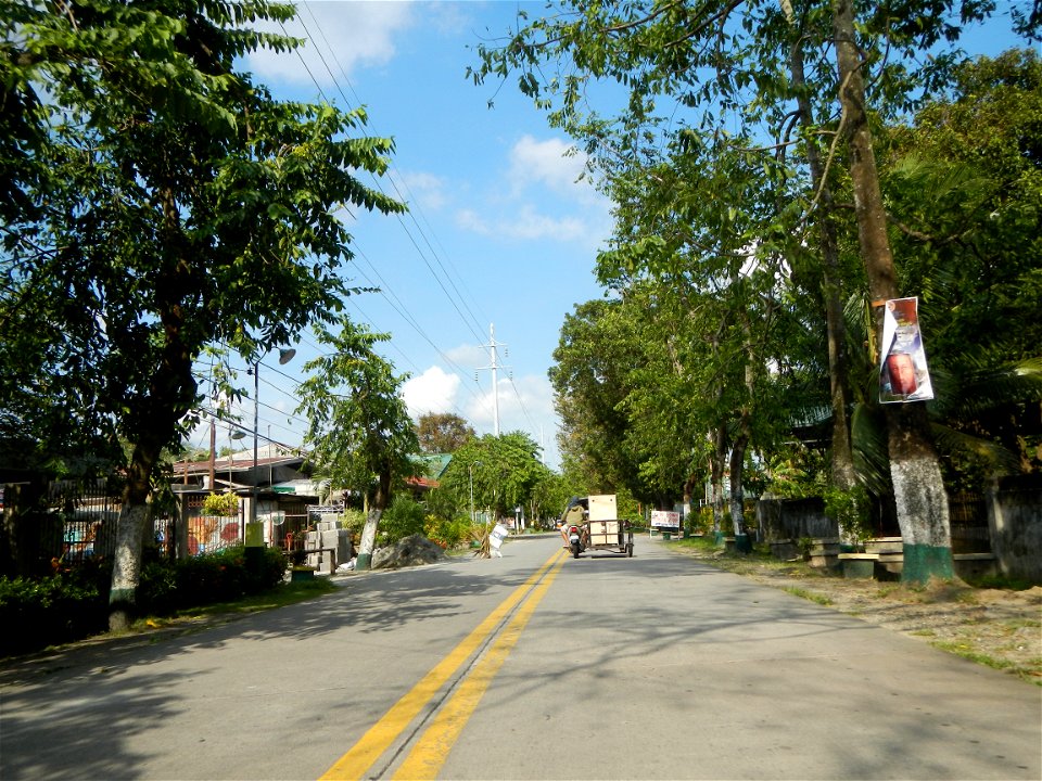 Cananga odorata ylang-ylang is Tagalog word ilang, meaning "wilderness", Capital of the Philippines, Anao, Tarlac, Cananga odorata decorating this Moncada-Anao, Tarlac Road (a world record so to speak