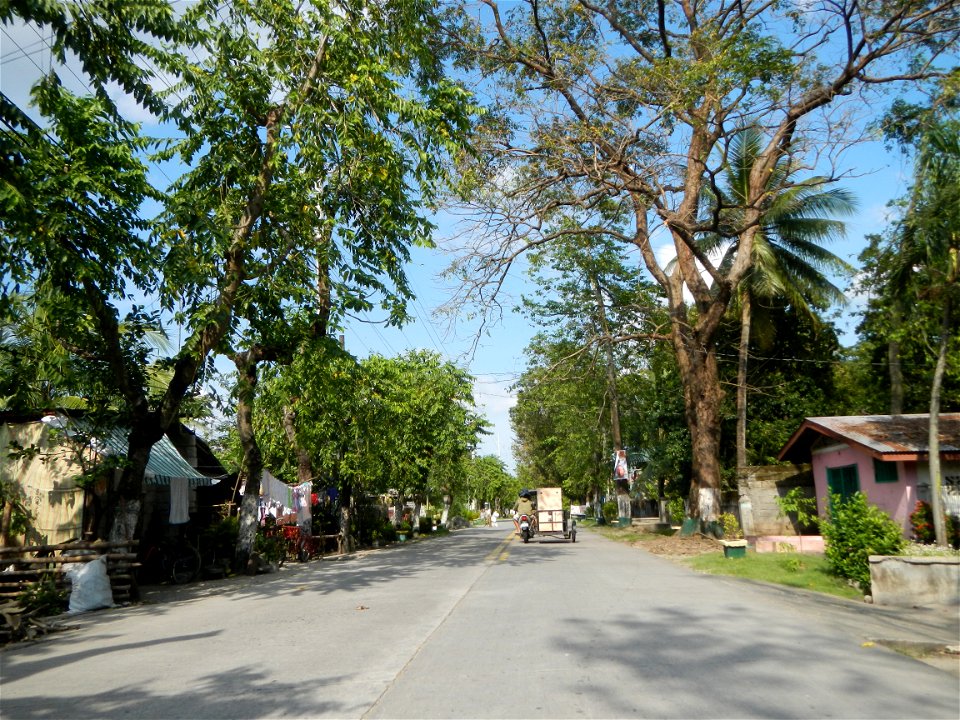 Cananga odorata ylang-ylang is Tagalog word ilang, meaning "wilderness", Capital of the Philippines, Anao, Tarlac, Cananga odorata decorating this Moncada-Anao, Tarlac Road (a world record so to speak