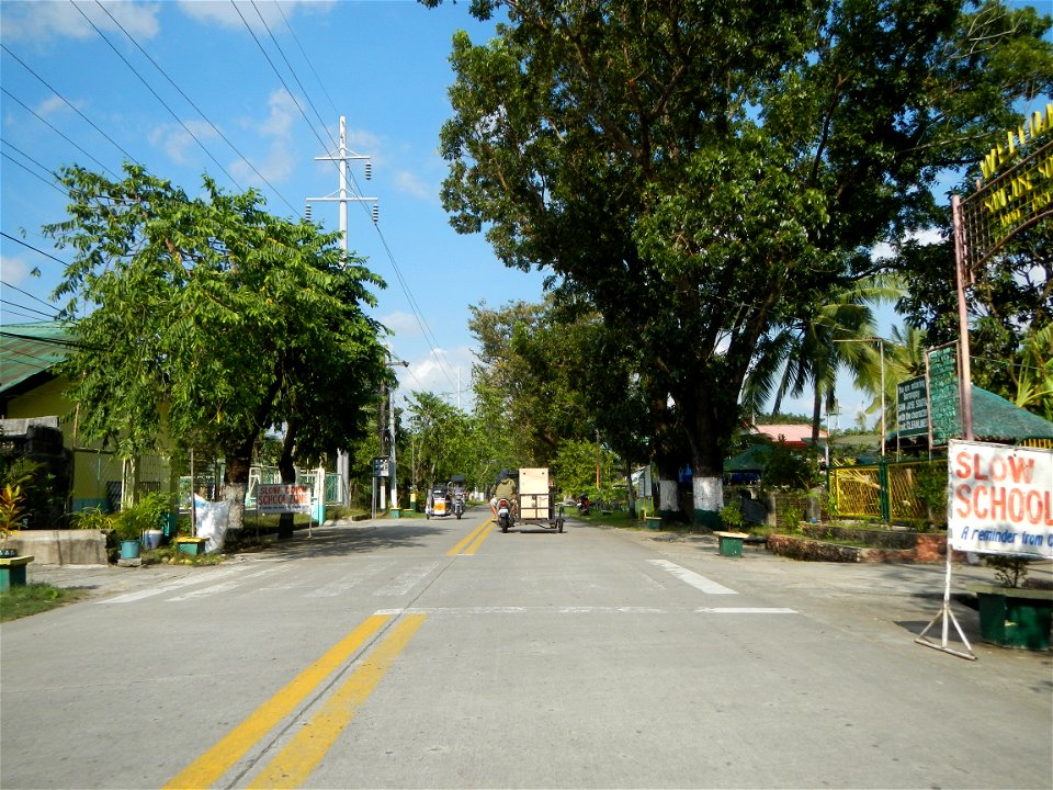 Cananga odorata ylang-ylang is Tagalog word ilang, meaning "wilderness", Capital of the Philippines, Anao, Tarlac, Cananga odorata decorating this Moncada-Anao, Tarlac Road (a world record so to speak
