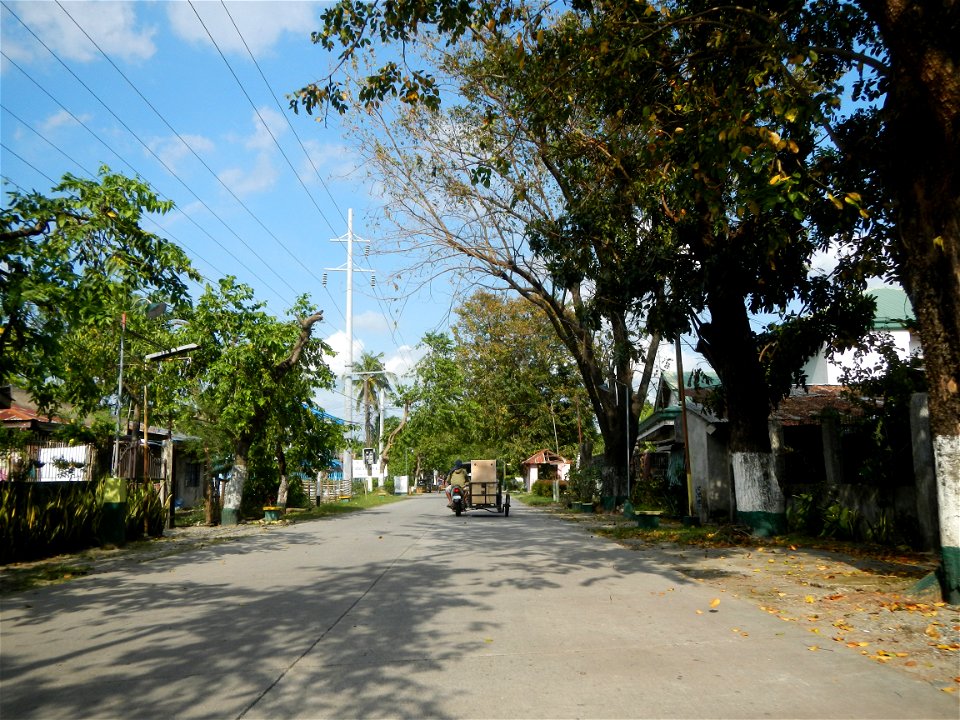 Cananga odorata ylang-ylang is Tagalog word ilang, meaning "wilderness", Capital of the Philippines, Anao, Tarlac, Cananga odorata decorating this Moncada-Anao, Tarlac Road (a world record so to speak