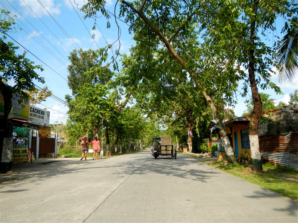 Cananga odorata ylang-ylang is Tagalog word ilang, meaning "wilderness", Capital of the Philippines, Anao, Tarlac, Cananga odorata decorating this Moncada-Anao, Tarlac Road (a world record so to speak