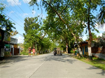 Cananga odorata ylang-ylang is Tagalog word ilang, meaning "wilderness", Capital of the Philippines, Anao, Tarlac, Cananga odorata decorating this Moncada-Anao, Tarlac Road (a world record so to speak