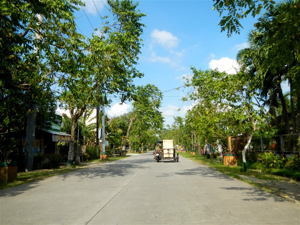 Cananga odorata ylang-ylang is Tagalog word ilang, meaning "wilderness", Capital of the Philippines, Anao, Tarlac, Cananga odorata decorating this Moncada-Anao, Tarlac Road (a world record so to speak