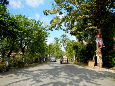 Cananga odorata ylang-ylang is Tagalog word ilang, meaning "wilderness", Capital of the Philippines, Anao, Tarlac, Cananga odorata decorating this Moncada-Anao, Tarlac Road (a world record so to speak