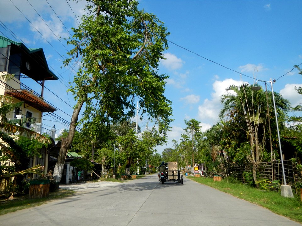 Cananga odorata ylang-ylang is Tagalog word ilang, meaning "wilderness", Capital of the Philippines, Anao, Tarlac, Cananga odorata decorating this Moncada-Anao, Tarlac Road (a world record so to speak