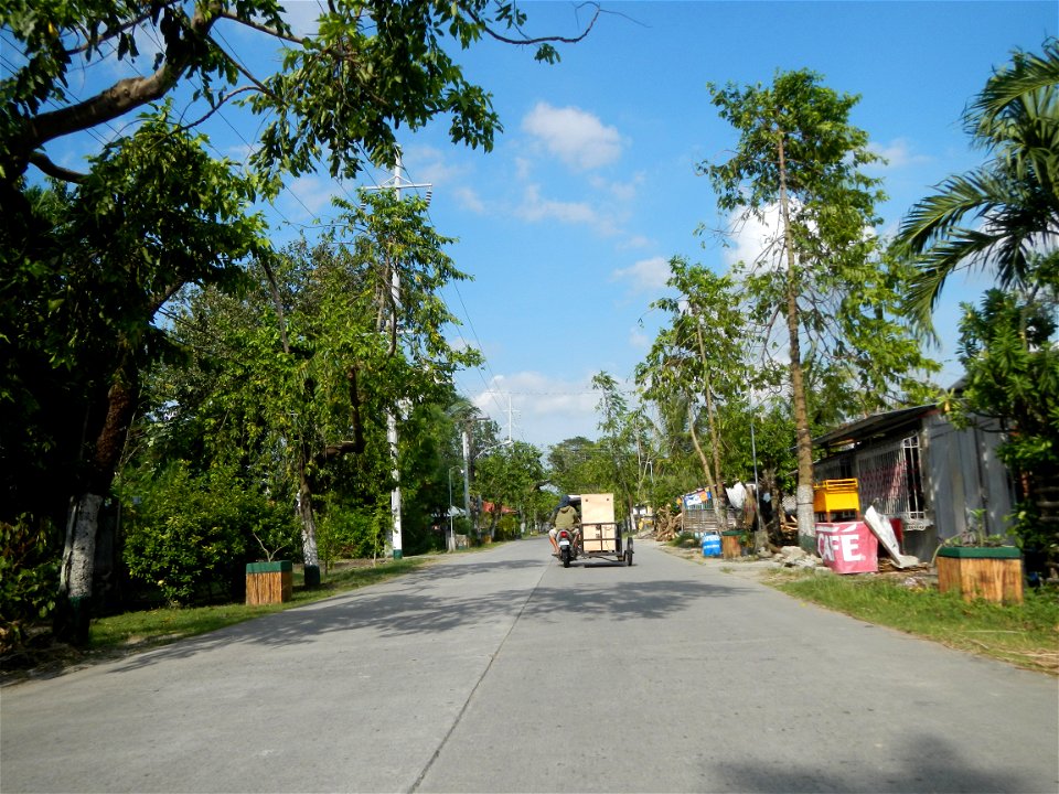 Cananga odorata ylang-ylang is Tagalog word ilang, meaning "wilderness", Capital of the Philippines, Anao, Tarlac, Cananga odorata decorating this Moncada-Anao, Tarlac Road (a world record so to speak