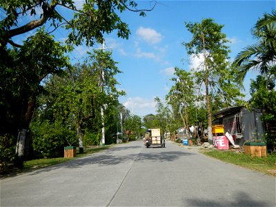 Cananga odorata ylang-ylang is Tagalog word ilang, meaning "wilderness", Capital of the Philippines, Anao, Tarlac, Cananga odorata decorating this Moncada-Anao, Tarlac Road (a world record so to speak