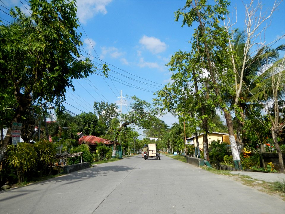 Cananga odorata ylang-ylang is Tagalog word ilang, meaning "wilderness", Capital of the Philippines, Anao, Tarlac, Cananga odorata decorating this Moncada-Anao, Tarlac Road (a world record so to speak