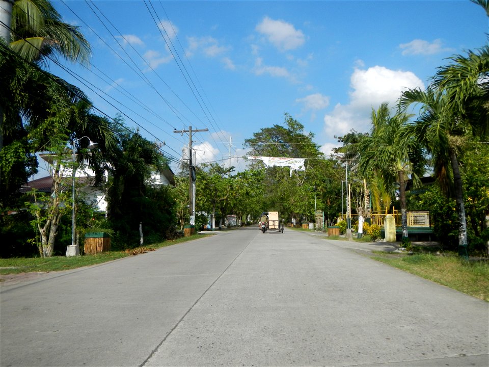Cananga odorata ylang-ylang is Tagalog word ilang, meaning "wilderness", Capital of the Philippines, Anao, Tarlac, Cananga odorata decorating this Moncada-Anao, Tarlac Road (a world record so to speak