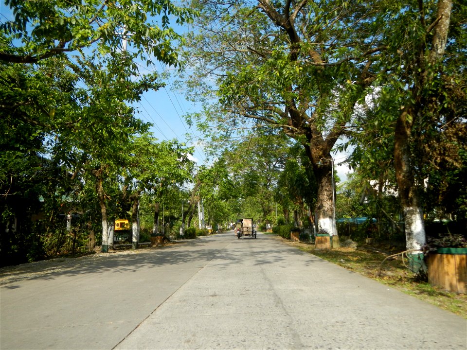 Cananga odorata ylang-ylang is Tagalog word ilang, meaning "wilderness", Capital of the Philippines, Anao, Tarlac, Cananga odorata decorating this Moncada-Anao, Tarlac Road (a world record so to speak