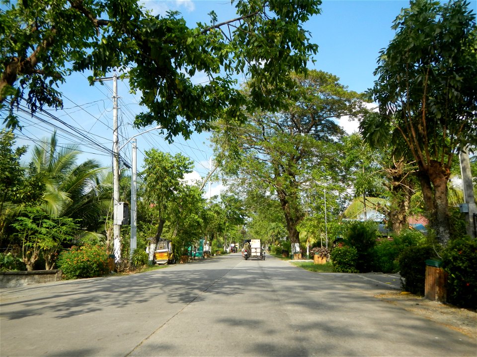Cananga odorata ylang-ylang is Tagalog word ilang, meaning "wilderness", Capital of the Philippines, Anao, Tarlac, Cananga odorata decorating this Moncada-Anao, Tarlac Road (a world record so to speak